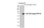 GPR152 Recombinant Mouse Monoclonal Antibody (GT279)