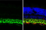 GAT-1 Antibody in Immunohistochemistry (Frozen) (IHC (F))