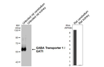 GAT-1 Antibody in Western Blot (WB)