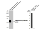 GAT-1 Antibody in Western Blot (WB)