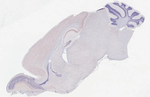 KCNB1 Antibody in Immunohistochemistry (Paraffin) (IHC (P))