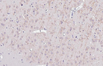 KCNB1 Recombinant Mouse Monoclonal Antibody (GT260)