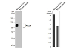 KCNB1 Antibody in Western Blot (WB)