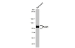 KCNB1 Antibody in Western Blot (WB)