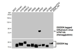 Influenza A H7N7 NA Recombinant Mouse Monoclonal Antibody (GT226)