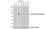 Zika Virus NS3 Antibody in Western Blot (WB)