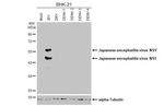 Japanese Encephalitis Virus NS1 Recombinant Mouse Monoclonal Antibody (GT292)