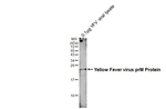 Yellow Fever Virus prM Antibody in Western Blot (WB)