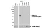 Zika Virus Envelope Recombinant Mouse Monoclonal Antibody (GT314)