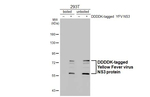 Yellow Fever Virus NS3 Recombinant Mouse Monoclonal Antibody (GT344)