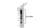 Pan SHANK Antibody in Western Blot (WB)