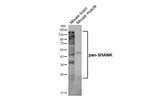 Pan SHANK Recombinant Mouse Monoclonal Antibody (GT302)