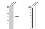 PEX5L Antibody in Western Blot (WB)
