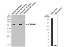 CADM4 Recombinant Mouse Monoclonal Antibody (GT272)
