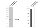 CD79a Antibody in Western Blot (WB)
