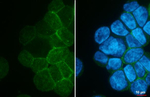CD23 Antibody in Immunocytochemistry (ICC/IF)