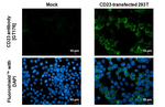 CD23 Recombinant Mouse Monoclonal Antibody (GT176)
