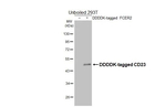 CD23 Antibody in Western Blot (WB)