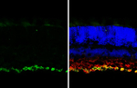 RBPMS Antibody in Immunohistochemistry (Frozen) (IHC (F))