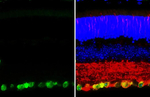 RBPMS Recombinant Mouse Monoclonal Antibody (HL3090-MS)
