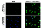Claudin 18.2 Recombinant Mouse Monoclonal Antibody (GT206)