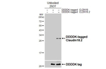 Claudin 18.2 Antibody in Western Blot (WB)