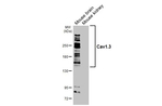 CaV1.3 Antibody in Western Blot (WB)