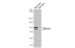KV1.4 (KCNA4) Antibody in Western Blot (WB)