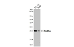 RAB5A Antibody in Western Blot (WB)