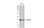 RAB5A Antibody in Western Blot (WB)