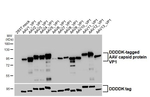 AAV Virus VP1/2/3 Recombinant Rabbit Monoclonal Antibody (HL5414)