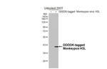 Monkeypox Virus H3 Envelope Antibody in Western Blot (WB)