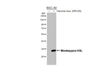 Monkeypox Virus H3 Envelope Antibody in Western Blot (WB)