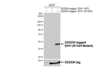 IDH1 (R132H) Antibody in Western Blot (WB)