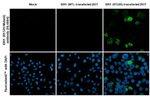 IDH1 (R132H) Antibody in Immunocytochemistry (ICC/IF)