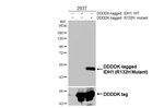 IDH1 (R132H) Antibody in Western Blot (WB)