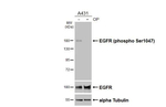 Phospho-EGFR (Ser1047) Antibody in Western Blot (WB)