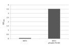 Phospho-MST1/MST2 (Thr183, Thr180) Antibody in ELISA (ELISA)