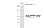 Phospho-MST1/MST2 (Thr183, Thr180) Recombinant Rabbit Monoclonal Antibody (HL3610)