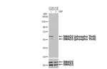 Phospho-SMAD2/SMAD3 (Thr8) Recombinant Rabbit Monoclonal Antibody (HL4326)
