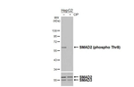 Phospho-SMAD2/SMAD3 (Thr8) Antibody in Western Blot (WB)