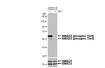 Phospho-SMAD2/SMAD3 (Thr8) Recombinant Rabbit Monoclonal Antibody (HL4327)