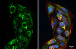 Phospho-IRE1 alpha (Ser724) Recombinant Rabbit Monoclonal Antibody (HL4542)