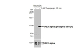 Phospho-IRE1 alpha (Ser724) Antibody in Western Blot (WB)