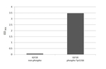 Phospho-IGF1R beta (Tyr1316) Antibody in ELISA (ELISA)