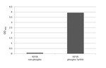 Phospho-IGF1R beta (Tyr950) Antibody in ELISA (ELISA)