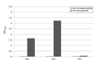 Phospho-RSK1/RSK2 (Ser380, Ser386) Antibody in ELISA (ELISA)