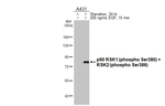 Phospho-RSK1/RSK2 (Ser380, Ser386) Antibody in Western Blot (WB)