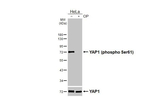 Phospho-YAP1 (Ser61) Antibody in Western Blot (WB)