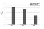 Phospho-RSK1 (Ser380) Antibody in ELISA (ELISA)